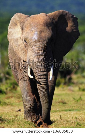 Elephant approaching over green plains of Addo National Park