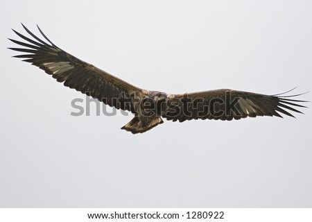 flying eagle; South Africa