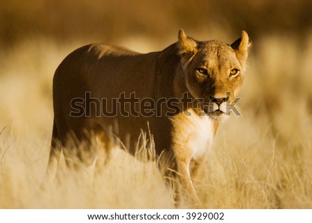 Lion; female; panthera leo