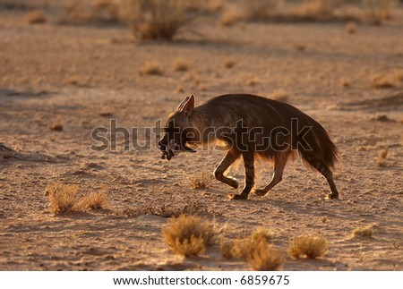 Hyena Prey