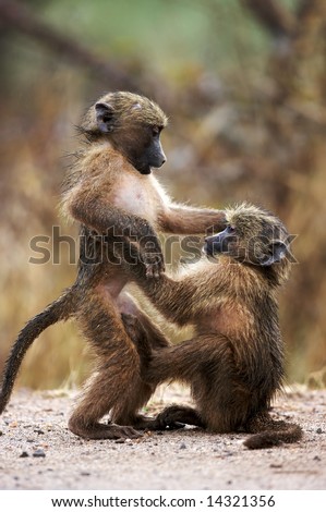 baby making weather on Baby baboons at play in rainy weather; papio cynocephalus; South ...