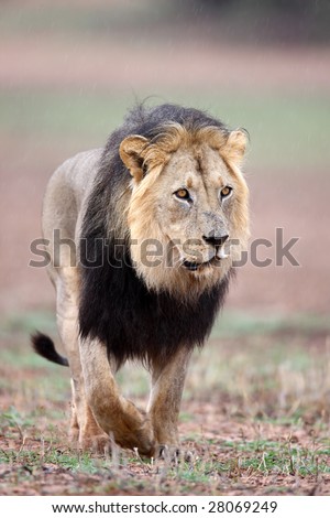 Rare black mane male lion walking in rain; panthera leo; Kalahari desert