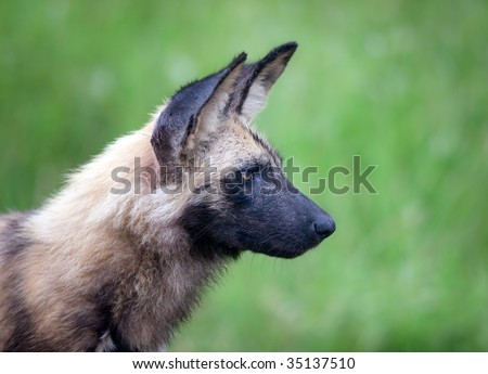 Portrait of a rare Wild dog; Lycaon pictus