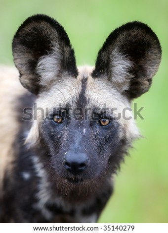Portrait of a rare Wild dog; Lycaon pictus