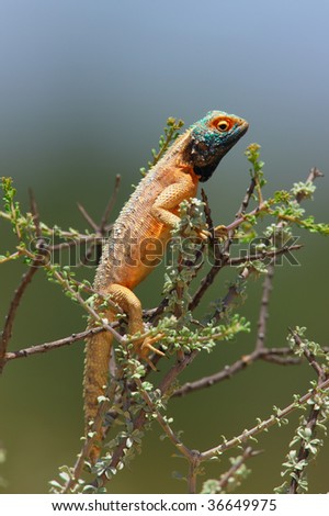 Agama lizard sunbathing on top of a bush; kalahari desert