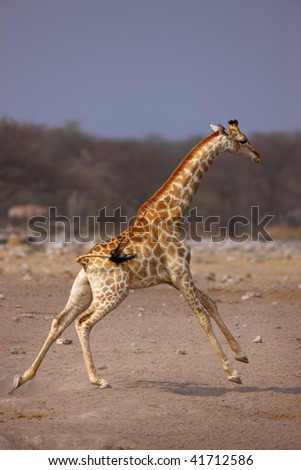 Frightened giraffe running over sandy plains of Etosha ; Giraffa Camelopardalis