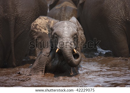Young Elephant sitting upright in the water; Loxodonta Africana; Etosha