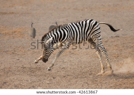 Young playful zebra fooling around by himself; Etosha