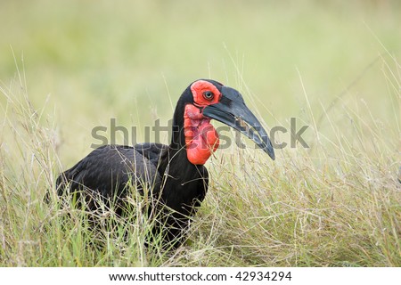 Southern Ground Hornbill feeding on insects in open field; Bucorvus Leadbeateri; South Africa