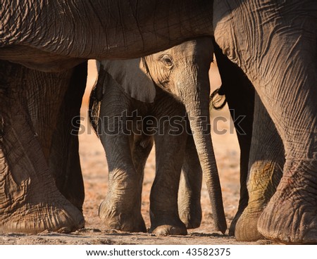 Baby elephant seen through adult\'s legs; Loxodonta Africana; Etosha