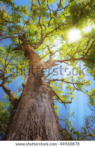 Sun rays streaming through tree branches - seen from below
