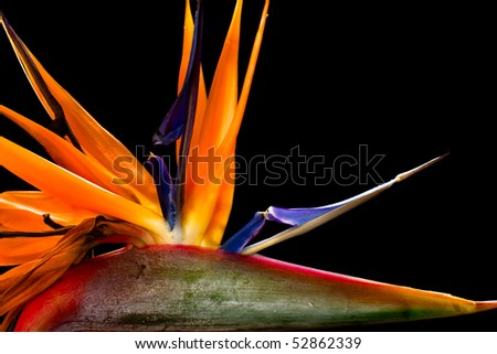 Close-up of colorful strelitzia flower; also called bird of paradise flower
