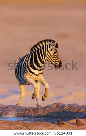 Zebra Jump