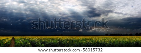 Panorama of a large sunflower field with moody sky