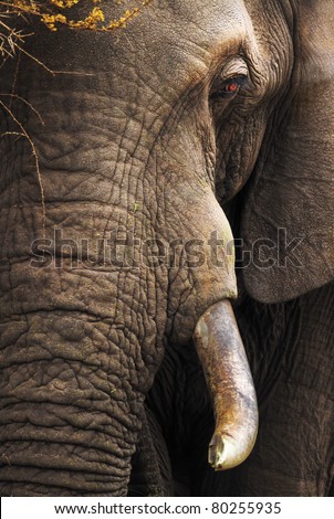 Close-up of an African Elephant - Loxodonta Africana - Kruger National Park