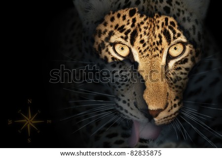 Map of wild africa on leopard\'s face