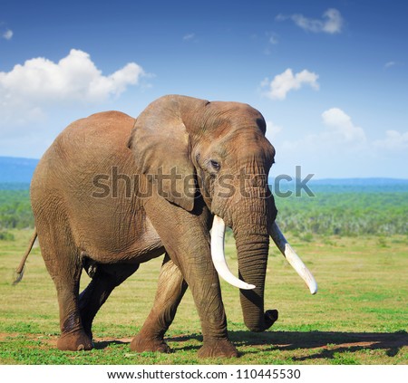 Elephant with large tusks Addo National Park Elephant with large tusks Addo National Park