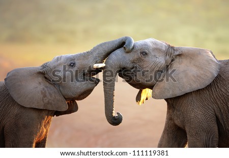 Elephants Touching Each Other Gently (Greeting) - Addo Elephant National Park