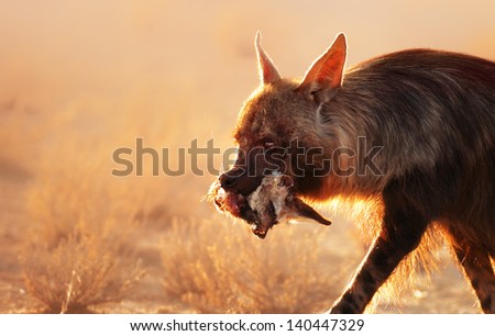 Brown hyena with bat-eared fox in mouth - Kalahari desert