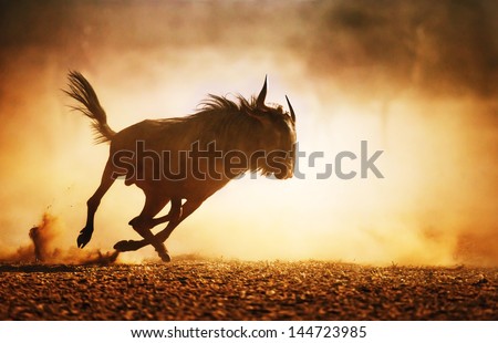 Blue Wildebeest Running In Dust - Kalahari Desert - South Africa