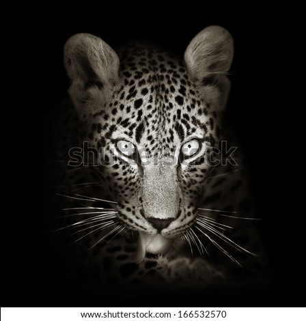Leopard Face Close-Up In Black And White - Panthera Pardus