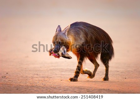 Brown hyena (Hyaena brunnea) with prey (baby bat-eared fox) in mouth  - Kalahari desert (South Africa)