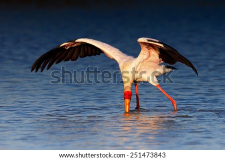 Yellow-billed stork (Mycteria ibis) wading and seeking food - Kruger National Park (South Africa)