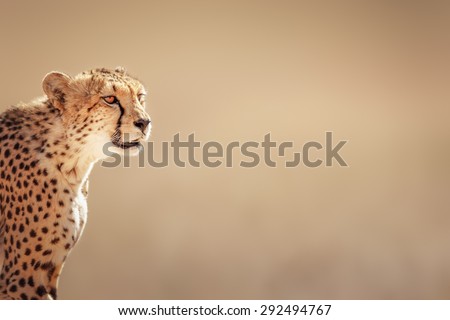 Cheetah portrait  - Kalahari desert - South Africa