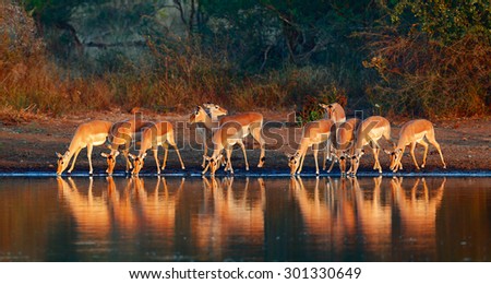 Impala herd (Aepyceros melampus) drinking water - Kruger National park (South Africa)