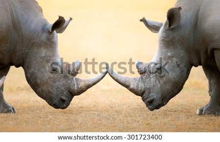 White Rhinoceros (Ceratotherium Simum) head to head - Kruger National Park (South Africa)