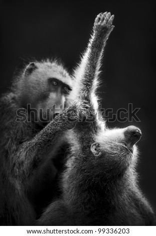 Baboons Grooming