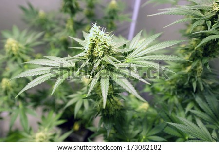 Marijuana flowers in grow house