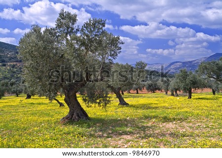 ancient olive grove in the Galilee, Israel