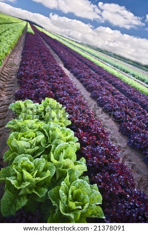 lettuce field in the Sharon region, Israel