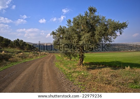 winding dirt road and olive tree in the Galilee, Israel