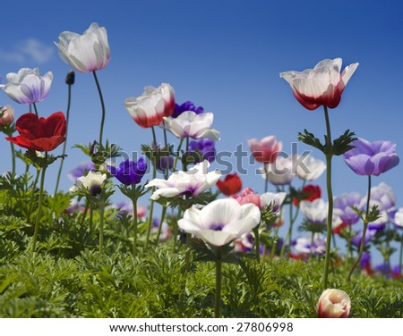 white red and purple Poppy Anemone in the field