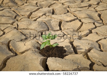 small plant in a cracked soil