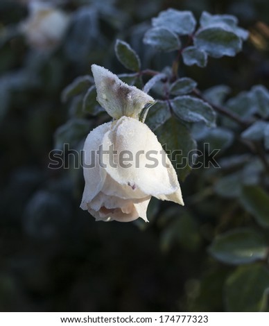 White roses covered with morning frost in autumn.