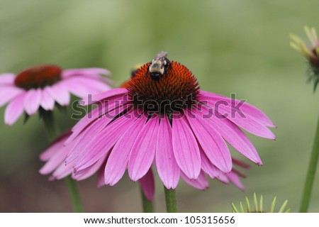 Bumble bee on purple cone flower