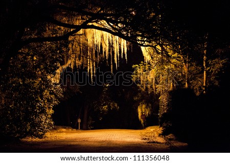Spanish moss hangs from large live oaks all throughout Winter Park, FL. An evening stroll portrays its somewhat haunting appeal in front of the streetlight.