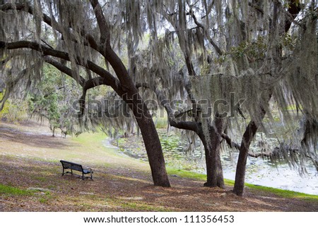 The breeze blows through the spanish moss of a Winter Park, FL neighborhood. Whispers are created as the moss sways back and forth.