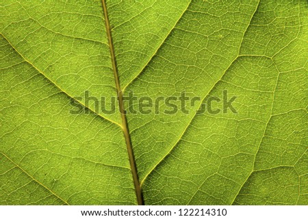 A macro shot of a rhododendron leaf with strong back-light.