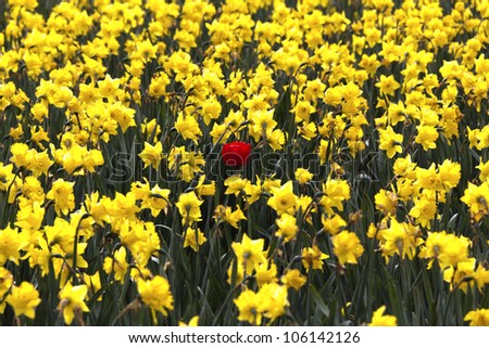 One red tulip in the middle of all yellow daffodils, a concept of standing out, unique or being different