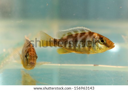 Nimbochromis venustus (Venustus Hap) freshwater aquarium fish