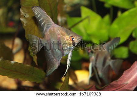 Altum Angelfish - freshwater aquarium fish