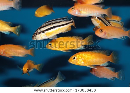 Yellow morph of Labidochromis caeruleus (lemon yellow lab) aquarium fish