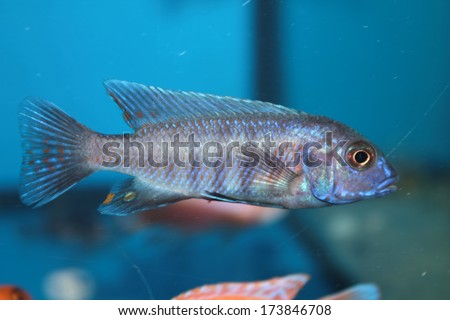 Blue morph of zebra mbuna (Pseudotropheus zebra) aquarium fish