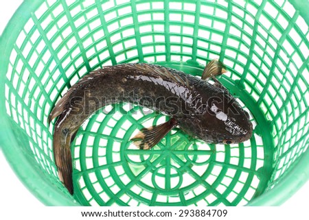 climbing perch fish in green basket  on white