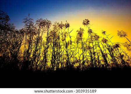 beautiful flower of grass in sun set