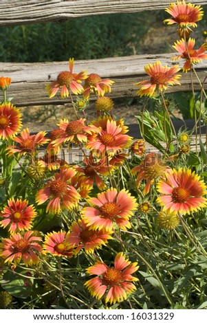 A profusion of Gaillardia (Blanket flowers) cluster in front of an old weathered fence.